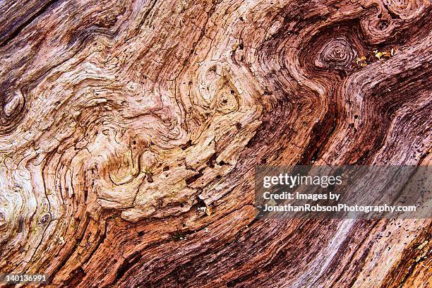 close up of rotting wood - rotten com stock pictures, royalty-free photos & images