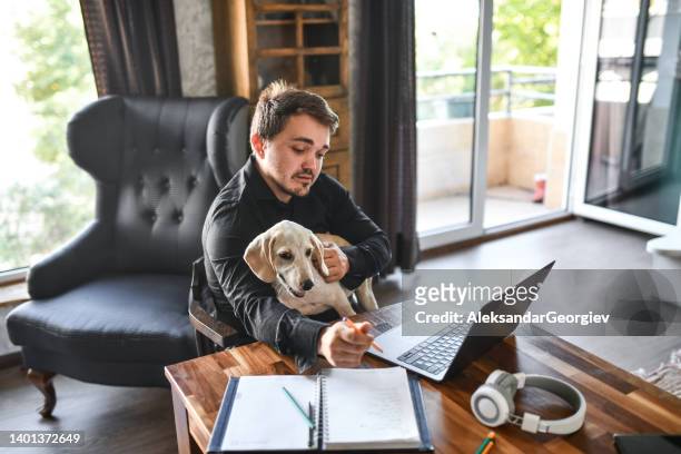 businessman focused on completing daily tasks from home while sitting with dog - dwarf man bildbanksfoton och bilder