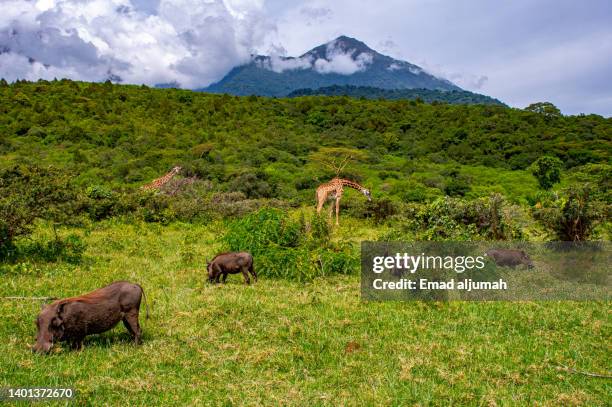 giraffe and wildebeest  in arusha national park, arusha, tanzania - vertebrate stockfoto's en -beelden