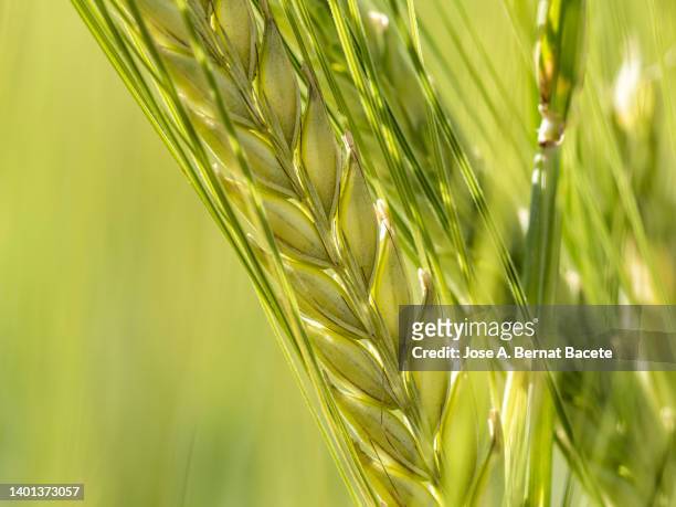ears of wheat in spring in the field illuminated by sunlight. - veteax bildbanksfoton och bilder