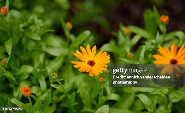 common marigold - calendula officinalis stock pictures, royalty-free photos & images