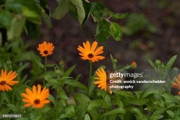 mary's gold - calendula officinalis stock pictures, royalty-free photos & images