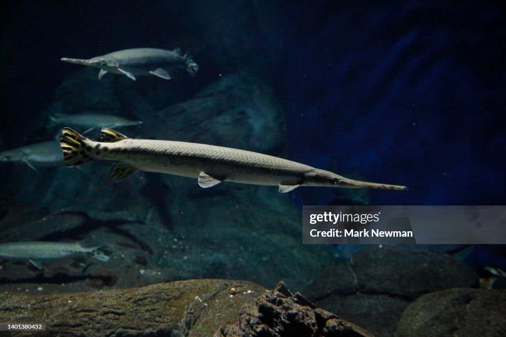 Longnose Gar