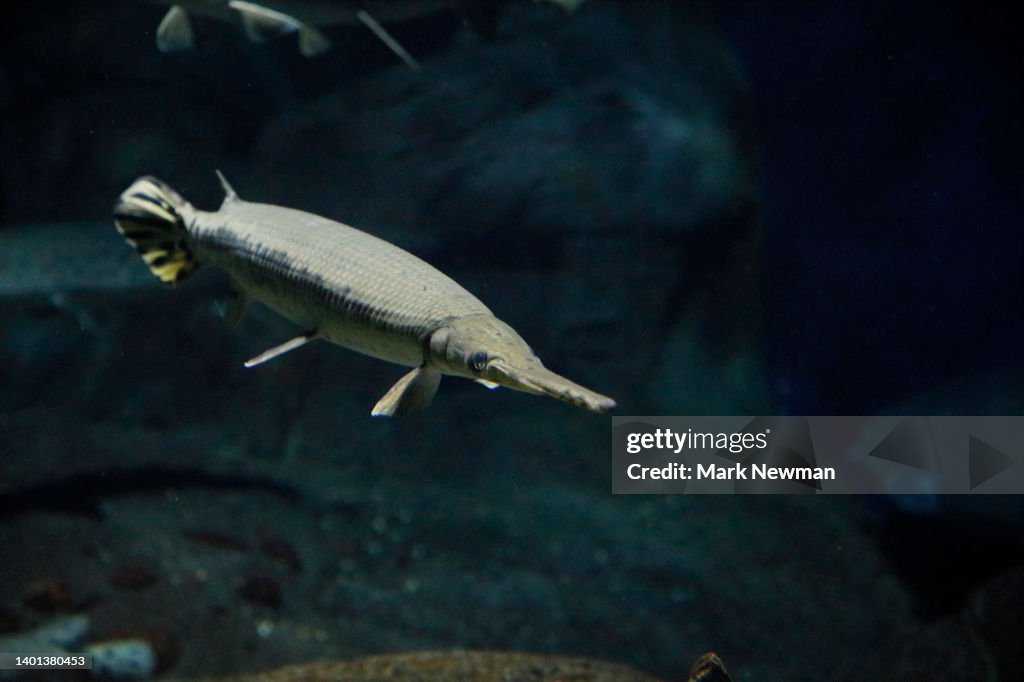 Longnose Gar