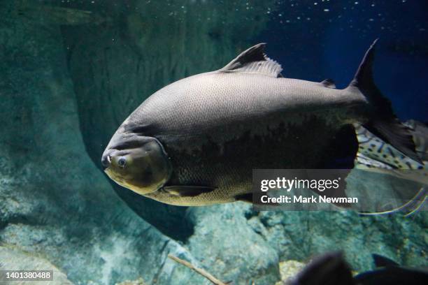black pacu - pacu fish stock pictures, royalty-free photos & images