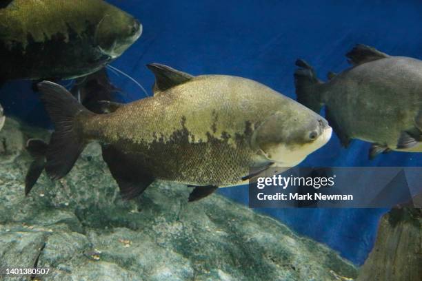 black pacu - pacu fish stock pictures, royalty-free photos & images