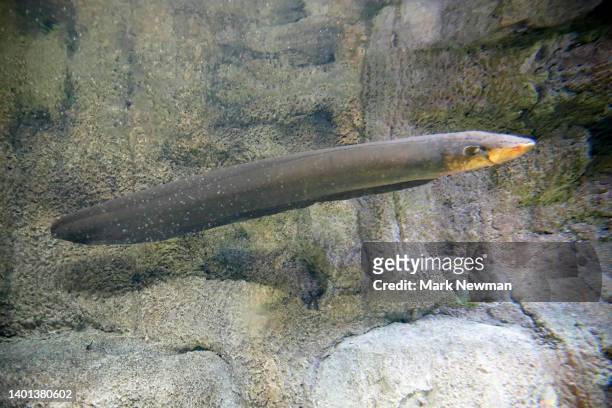 electric eel - electric eel stock pictures, royalty-free photos & images