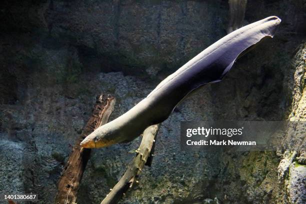 electric eel - electric eel stock pictures, royalty-free photos & images