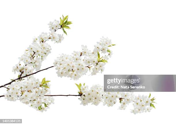 branches of blossoming cherry  with soft focus isolated on white background. - cherry blossom branch stock pictures, royalty-free photos & images