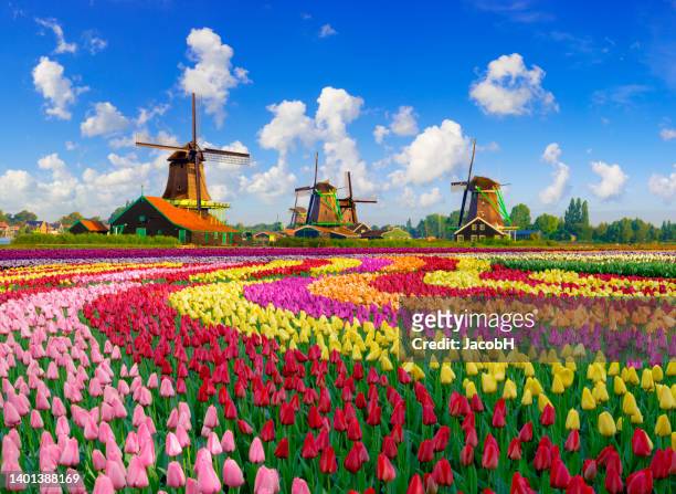 tulipani e mulini a vento - amsterdam foto e immagini stock