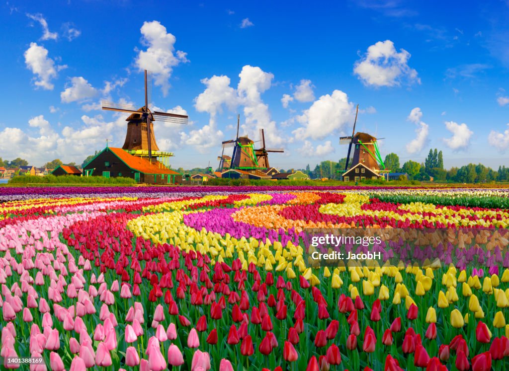 Tulipas e Moinhos de Vento