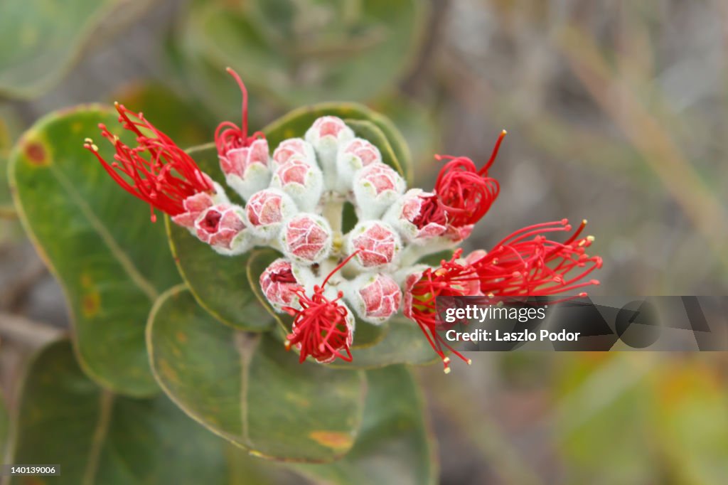 Ohia tree blossoms