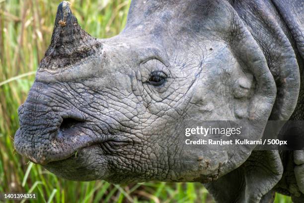 close-up of white rhinoceros,kaziranga national park,assam,india - kaziranga national park stock-fotos und bilder