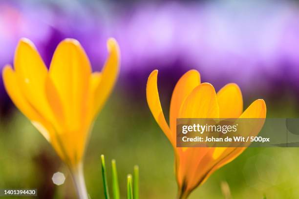 close-up of yellow crocus flower,drachten,netherlands - bloemen closeup bildbanksfoton och bilder
