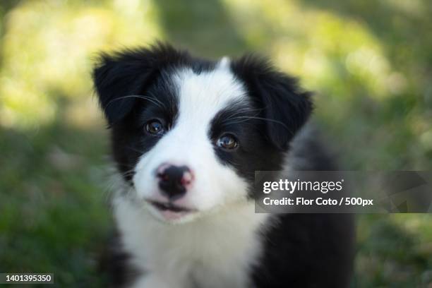 puppy border collie - collie fotografías e imágenes de stock