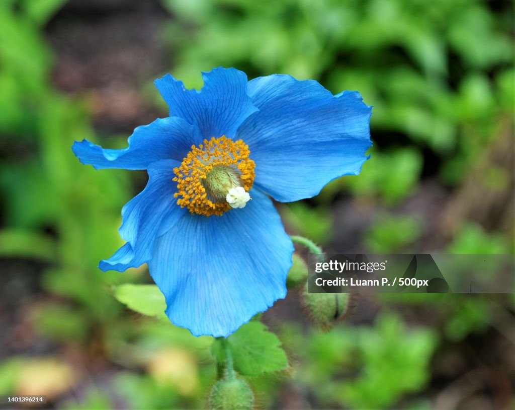 Close-up of purple blue flower,The Butchart Gardens,Canada