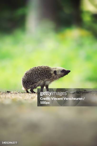 close-up of lizard on field - hedgehog stock pictures, royalty-free photos & images