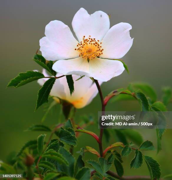 close-up of flowering plant - wild rose stock pictures, royalty-free photos & images