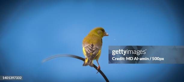 close-up of songfinch perching on plant - yellow finch stock pictures, royalty-free photos & images