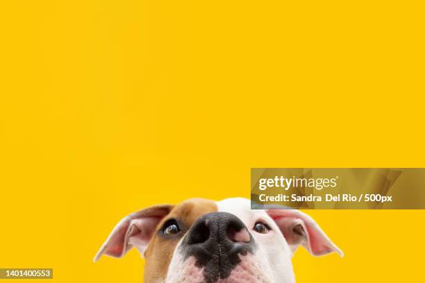 close-up hide american staffordshire dog isolated on yellow colored background,girona,spain - dog coloured background stock pictures, royalty-free photos & images