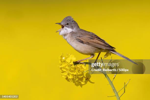 close-up of songwagtail perching on yellow flower,germany - songbird stock-fotos und bilder