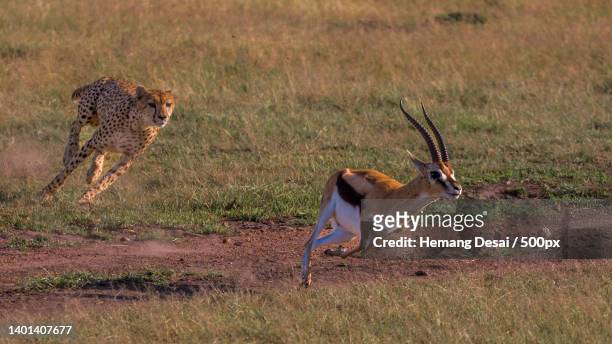 cheetah chasing ibex on field during day - antilope stock-fotos und bilder