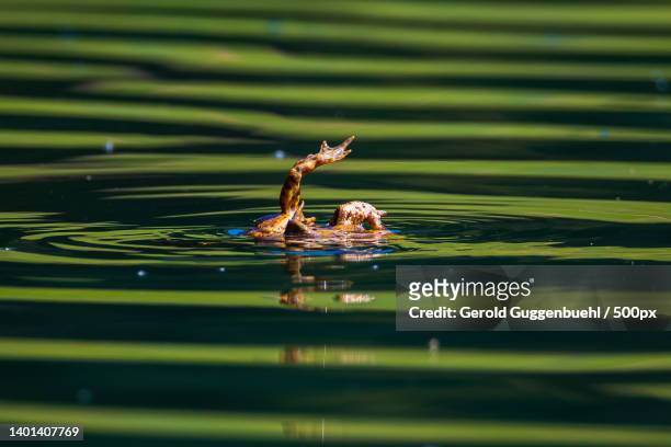 close-up of toad as prey drowning in lake,slovenia - gerold guggenbuehl fotografías e imágenes de stock