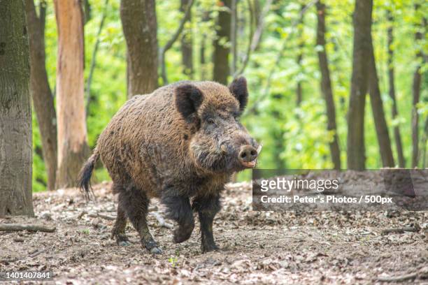 a bear walking in a forest - wildschwein stock-fotos und bilder