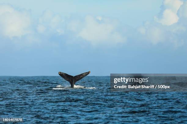 a humpback whale swimming in the sea,monterey,california,united states,usa - flippers stock-fotos und bilder