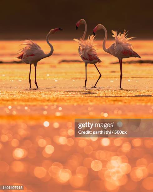 flamingo meet in golden sunset,pulicat lake,india - greater flamingo stock pictures, royalty-free photos & images