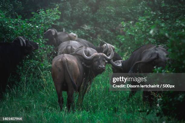 rear view of cape buffalo walking in jungle - herbivorous ストックフォトと画像