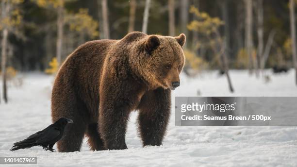 brown bear and raven walking snow covered field,pirttivaara,finland - eurasia stockfoto's en -beelden