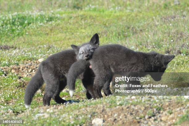 cute fox cubs playing on grassy field during day - arctic fox cub stock pictures, royalty-free photos & images