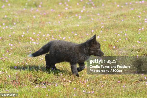 cute fox cubs playing on grassy field during day - arctic fox cub stock pictures, royalty-free photos & images