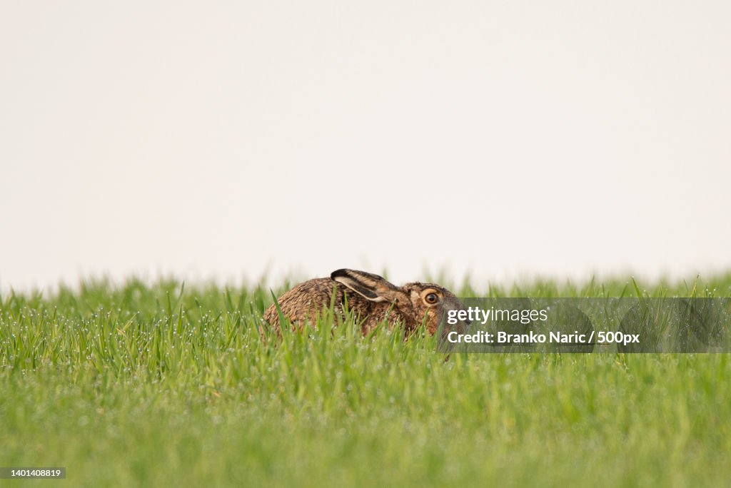 Close-up of a hiding rabbit in the grassland,Germany