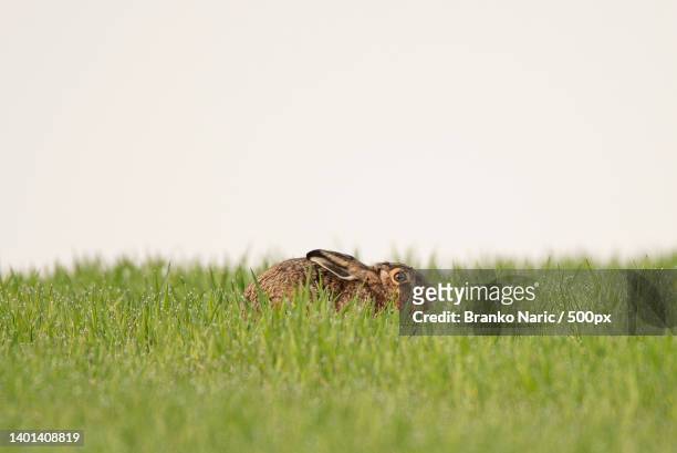 close-up of a hiding rabbit in the grassland,germany - animal ear stock pictures, royalty-free photos & images