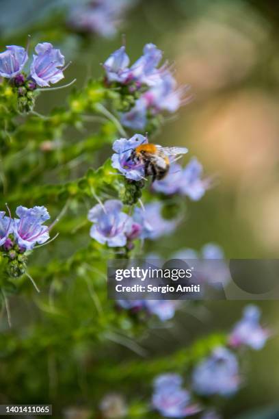 bee on viper's-bugloss flowers - bee flower grass stock-fotos und bilder