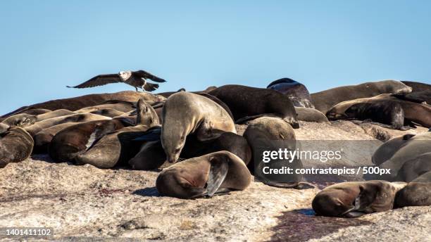 close-up view of seals on rock formation against clear sky,cidade do cabo,south africa - cidade do cabo stock pictures, royalty-free photos & images