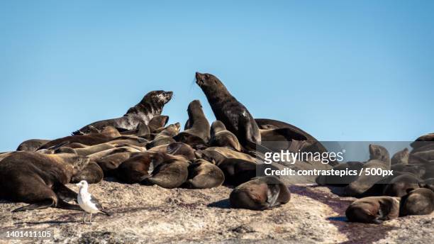 close-up view of seals on rock formation against clear sky,cidade do cabo,south africa - cidade do cabo stock-fotos und bilder