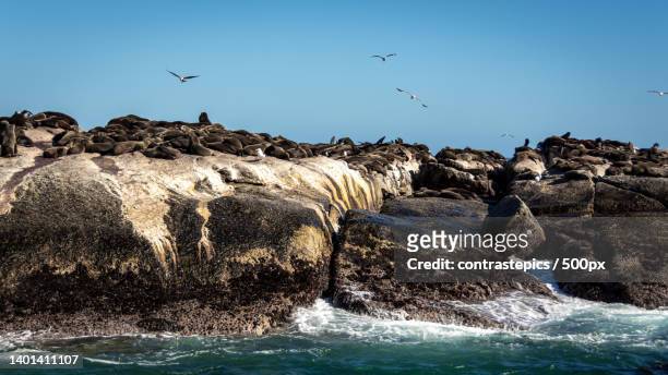 close-up view of seals on rock formation against clear sky,cidade do cabo,south africa - cidade do cabo 個照片及圖片檔