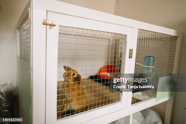 cute pet dwarf rabbit sitting in a cage - rabbit cage stock pictures, royalty-free photos & images