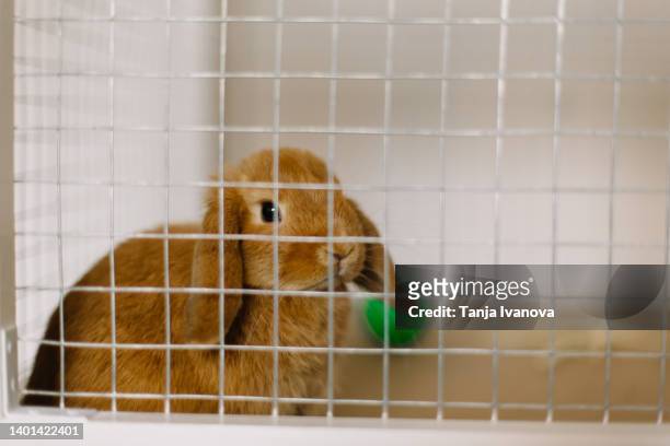 cute pet dwarf rabbit sitting in a cage - lagomorphs stock-fotos und bilder