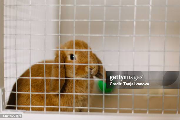 Deviantart Cage Rabbit Rabbit Cage Fotografías e imágenes de stock - Getty Images