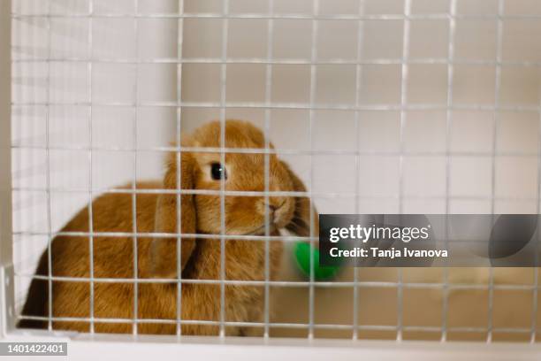 cute pet dwarf rabbit sitting in a cage - pet rabbit stock pictures, royalty-free photos & images