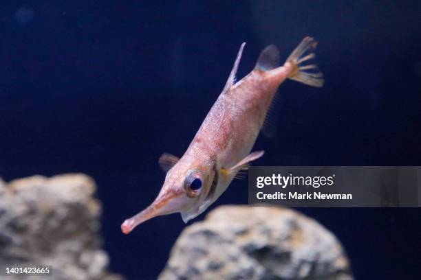 snipefish - snipefish stock pictures, royalty-free photos & images