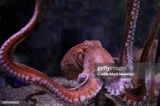 giant pacific octopus - giant octopus stock pictures, royalty-free photos & images