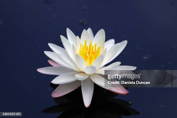 water lily - lotus flowers stock pictures, royalty-free photos & images