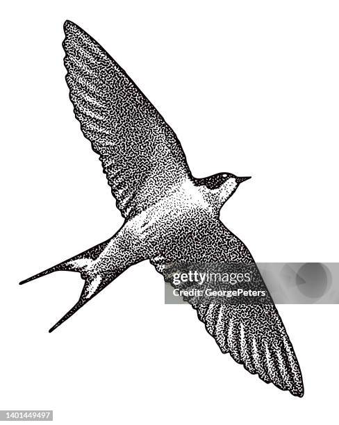 barn swallow flying - purple martin stock illustrations