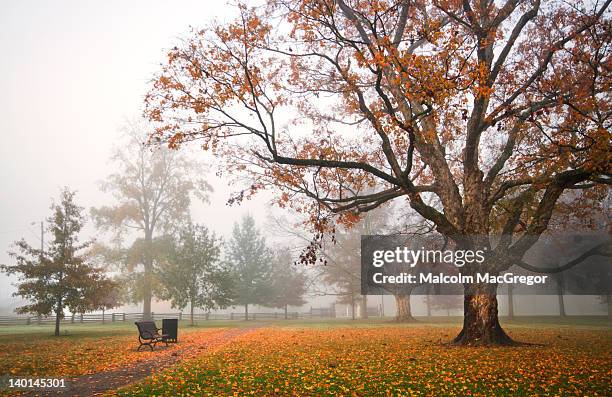 autumn tree and path in fog - murfreesboro stock-fotos und bilder