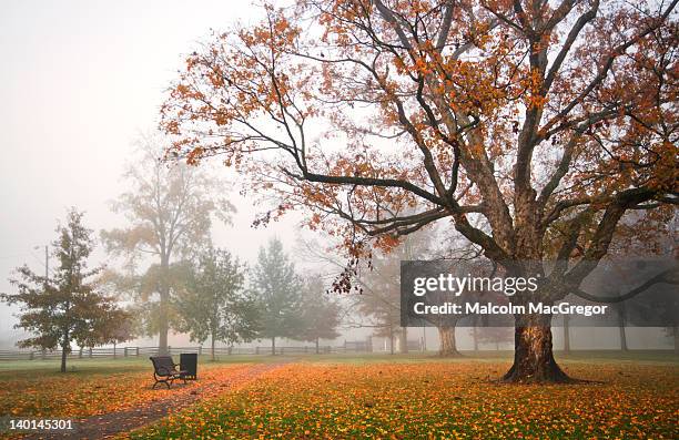 autumn tree and path in fog - murfreesboro tennessee stock pictures, royalty-free photos & images